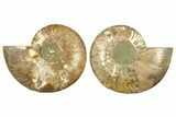 Cut & Polished, Agatized Ammonite Fossil - Madagascar #267956-1